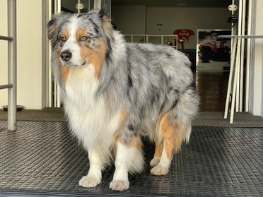 Audi Q7 3.0 V6 TDI 240 CV quattro tiptronic Advanced Plus