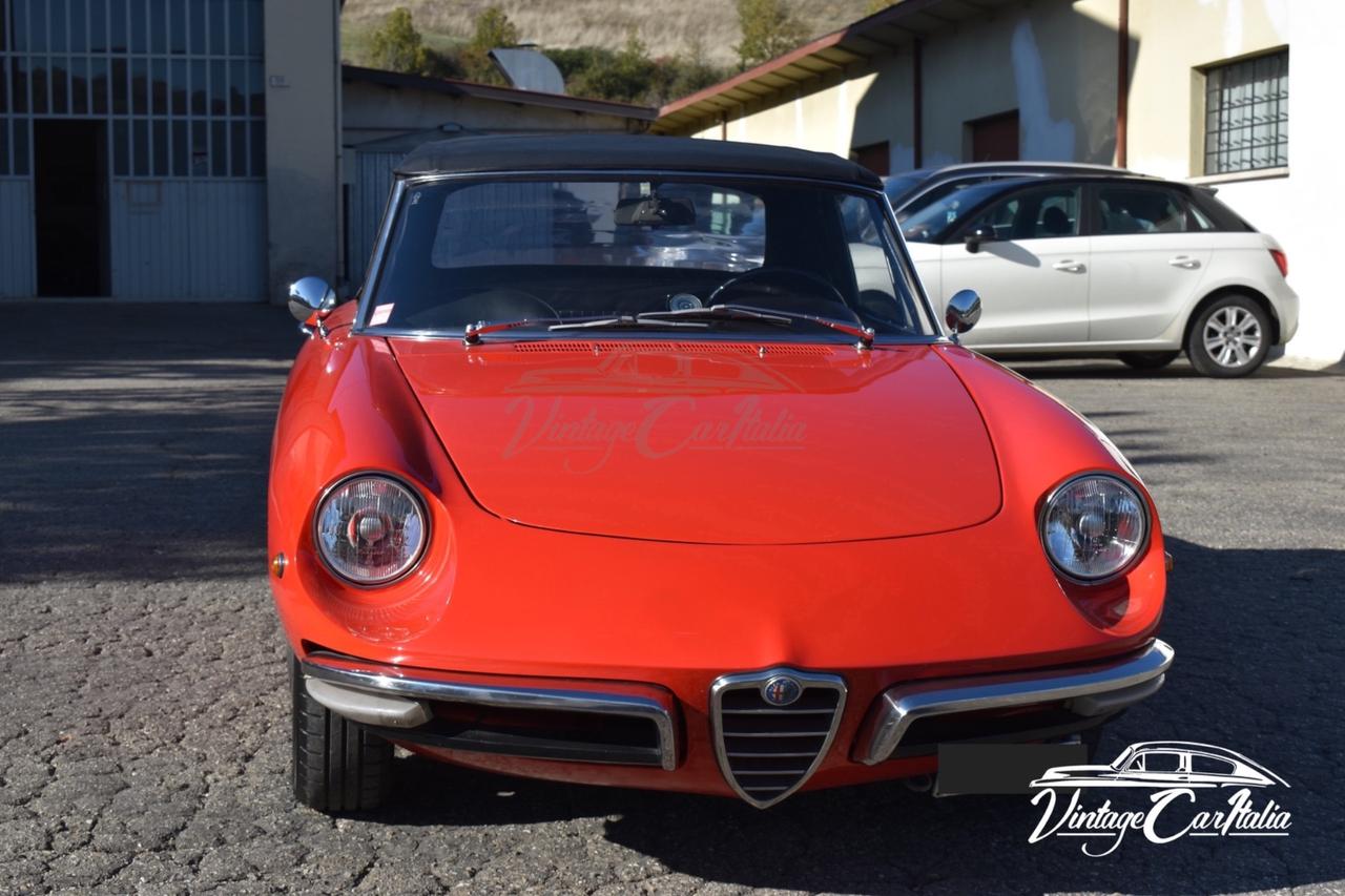 Alfa Romeo Duetto “Osso di Seppia”