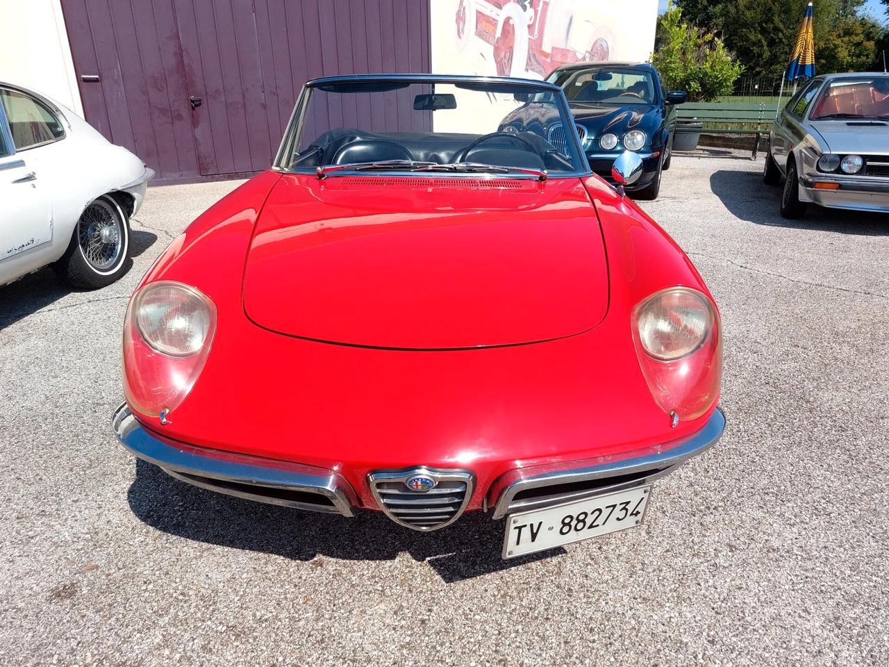 Alfa Romeo Spider Duetto 1600 Osso di Seppia del 1966