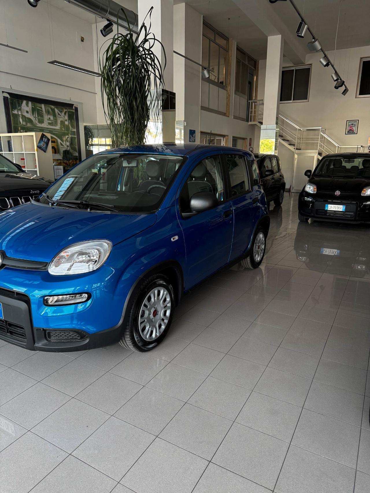 FIAT - PANDA 1.2 -BZ FULL OTIONAL