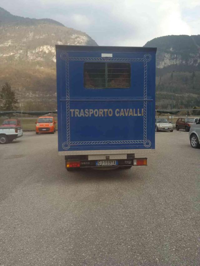 IVECO Daily 35C12 2.3 Hpi Trasporto Cavalli Patente B !!!