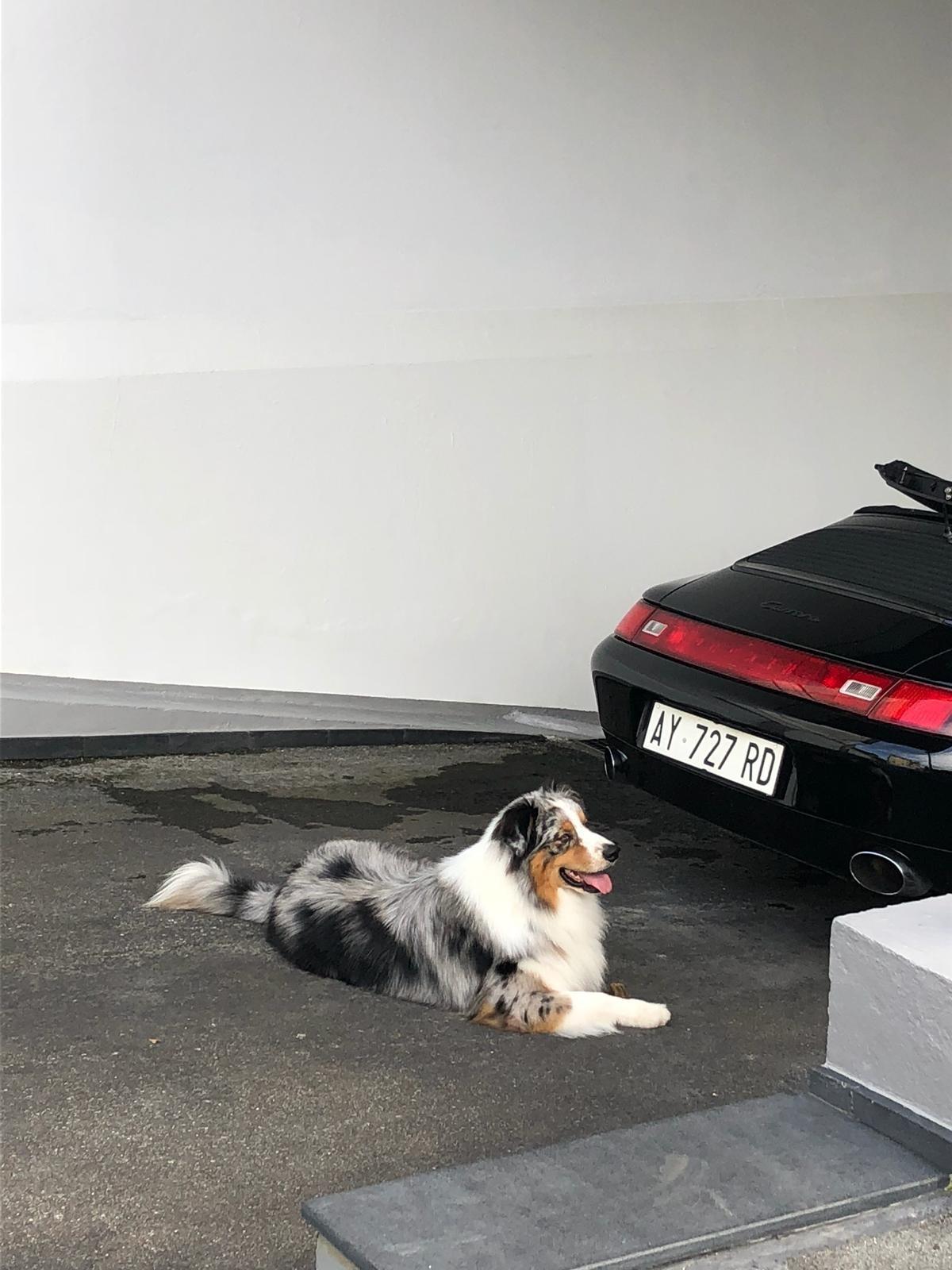 Porsche 911 Carrera cat Cabriolet