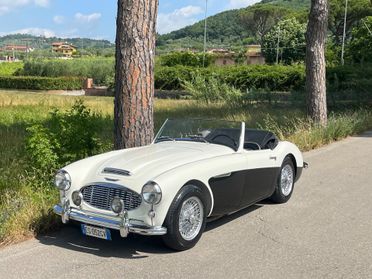 Austin Healey 100/6 BN4 2700 ASI