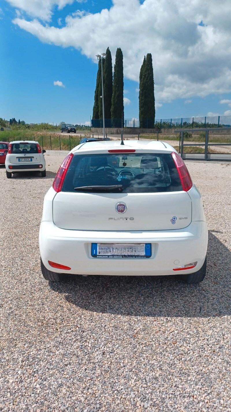 FIAT Punto 4ª serie Punto 1.2 8V 5 porte Street