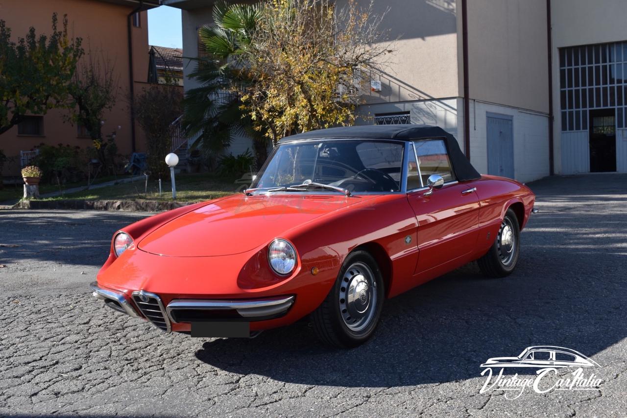 Alfa Romeo Duetto “Osso di Seppia”