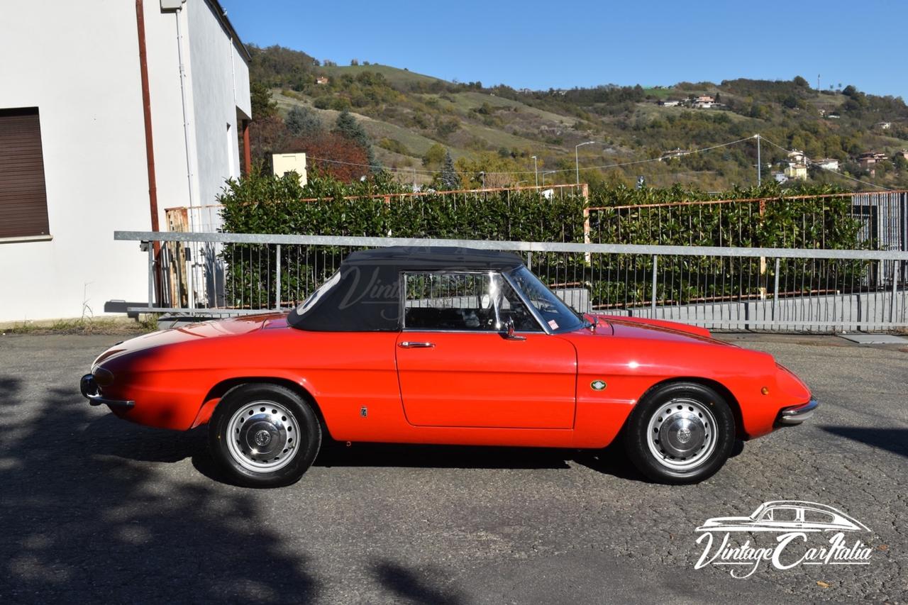 Alfa Romeo Duetto “Osso di Seppia”