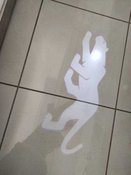 FORD Puma '19-> - Puma 1.0 EcoBoost Hybrid 125 CV S&S aut. ST-Line X