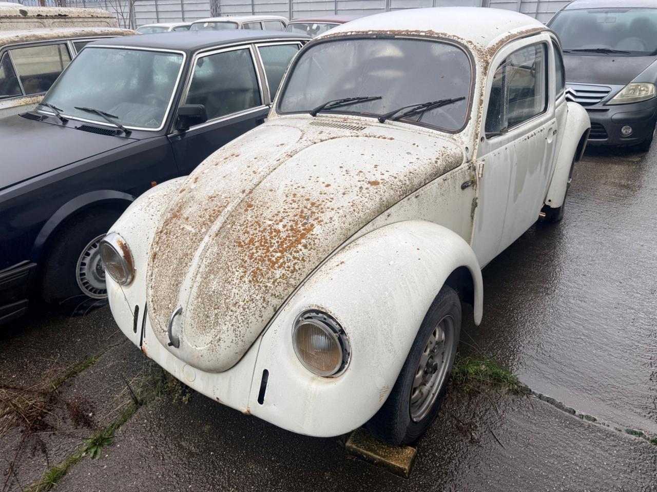 Volkswagen Maggiolino