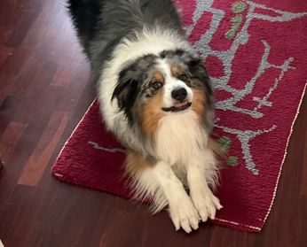 Volkswagen Tiguan 2.0 TDI 193 CV DSG 4MOTION R-Line Plus