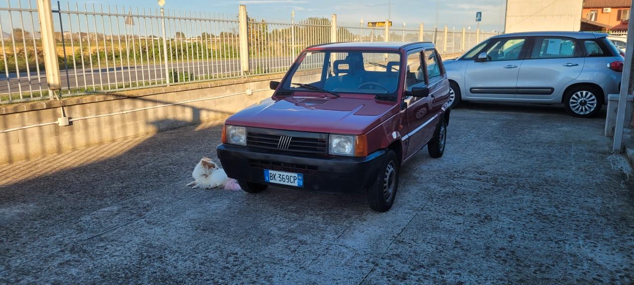 Fiat Panda 900 i.e. cat Young