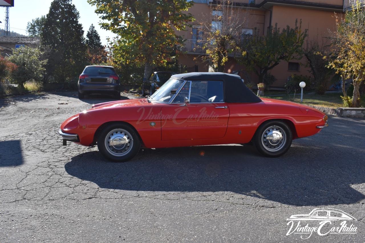 Alfa Romeo Duetto “Osso di Seppia”